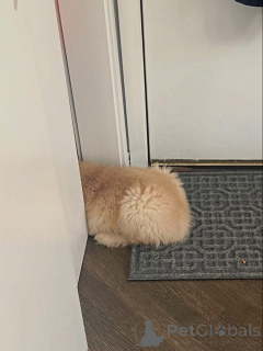 Photo №3. D'adorables chiots Golden Retriever cherchez un foyer aimant !. France