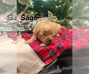 Photo №2 de l'annonce № 161051 de la vente cavalier king charles spaniel, retriever de la baie de chesapeake, golden retriever - acheter à Australie éleveur