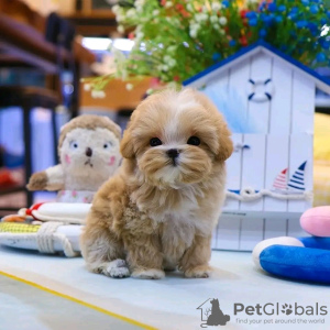 Photo №3. Chiots Maltipoo à la recherche d'une nouvelle maison Business WhatsApp. La finlande