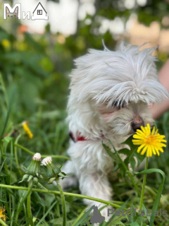 Photo №4. Je vais vendre bichon maltais en ville de Munich. éleveur - prix - 300€