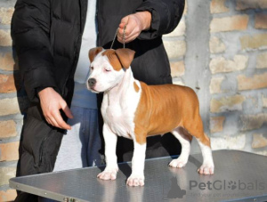 Photos supplémentaires: Chiots American Staffordshire Terrier