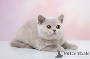 Photo №1. british shorthair - à vendre en ville de Novosibirsk | 269€ | Annonce № 141397