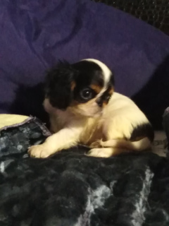 Photo №2 de l'annonce № 7145 de la vente cavalier king charles spaniel - acheter à Fédération de Russie annonce privée