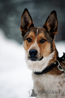 Photo №2 de l'annonce № 45435 de la vente chien bâtard - acheter à Fédération de Russie annonce privée