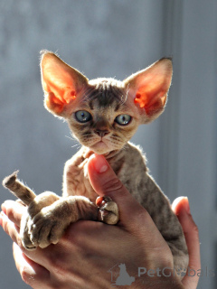 Photo №3. Adorables chatons Devon Rex, compagnons Pixie affectueux pleins d'amour. Pologne