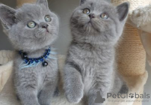 Photo №1. british shorthair - à vendre en ville de Tournai | Gratuit | Annonce № 128752