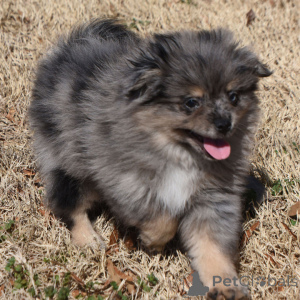 Photo №1. spitz nain - à vendre en ville de Berlin | 450€ | Annonce №135997