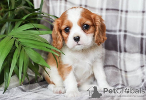 Photo №1. cavalier king charles spaniel - à vendre en ville de Brno | Gratuit | Annonce №124147