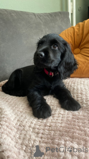 Photo №1. cocker spaniel anglais - à vendre en ville de Hambourg | négocié | Annonce №164300