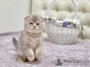 Photo №1. scottish fold - à vendre en ville de Антверпен | Gratuit | Annonce № 128943