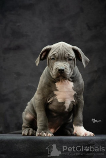 Photo №4. Je vais vendre american bully en ville de Ниш.  - prix - négocié