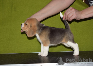 Photo №1. beagle - à vendre en ville de Krasnodar | 616€ | Annonce №87489