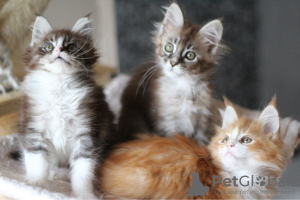 Photo №3. Des chatons Maine Coon vaccinés pour des foyers aimants. Allemagne