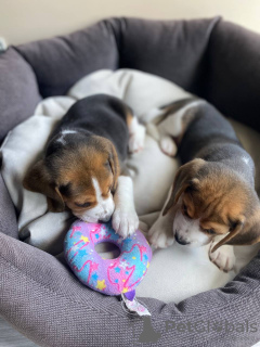 Photo №4. Je vais vendre beagle en ville de Анталья. annonce privée - prix - 473€