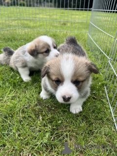 Photo №1. welsh corgi - à vendre en ville de Франкфурт-на-Майне | 300€ | Annonce №103539