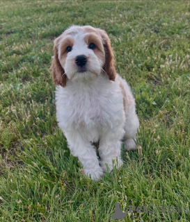 Photo №1. chien bâtard - à vendre en ville de Munich | négocié | Annonce №169004