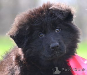 Photo №1. berger allemand - à vendre en ville de Düsseldorf | 700€ | Annonce №138528