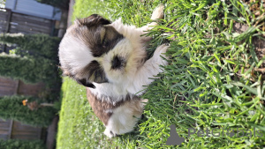 Photo №4. Je vais vendre lhassa apso, pékinois, shih tzu en ville de Tallinn. annonce privée, de la fourrière, éleveur - prix - 600€
