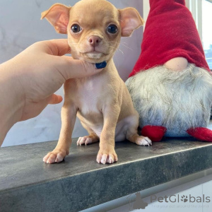 Photo №1. chihuahua - à vendre en ville de Traxler | négocié | Annonce №141877