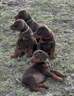 Photo №3. Pedigree Européen Doberman Pups Imp lignées. Italie