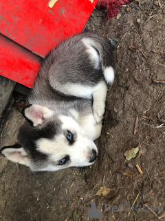 Photo №4. Je vais vendre husky de sibérie en ville de Munich. éleveur - prix - 400€