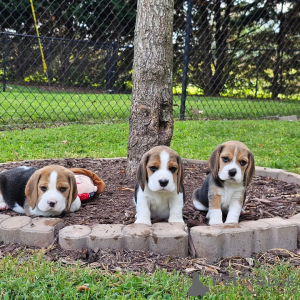 Photos supplémentaires: chiots beagle