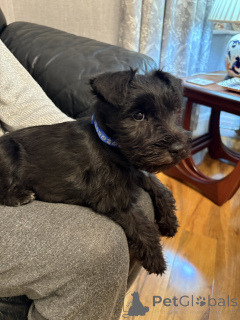 Photo №1. schnauzer miniature - à vendre en ville de Gainesville | 484€ | Annonce №159384
