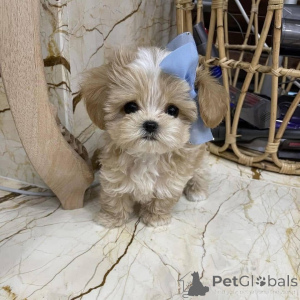 Photo №1.  - à vendre en ville de Counterus Coolov | 572€ | Annonce №161560