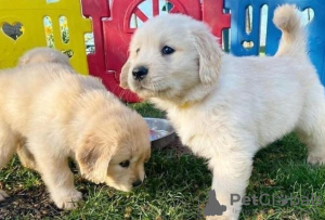 Photo №1. golden retriever - à vendre en ville de Rome | 350€ | Annonce №110950