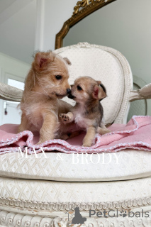 Photo №4. Je vais vendre chien bâtard en ville de Warrnambool. éleveur - prix - 691€