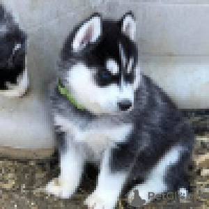 Photo №2 de l'annonce № 120635 de la vente husky de sibérie - acheter à La finlande annonce privée, éleveur