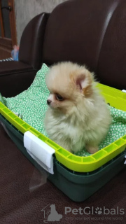 Photo №2 de l'annonce № 9510 de la vente spitz nain - acheter à Fédération de Russie annonce privée