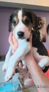 Photo №1. chien russe - à vendre en ville de Hambourg | 2€ | Annonce №166244