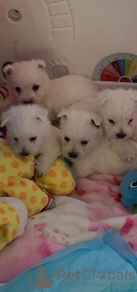 Photo №1. west highland white terrier - à vendre en ville de Berlin | 350€ | Annonce №116828