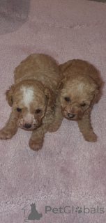 Photo №2 de l'annonce № 159151 de la vente maltipu - acheter à USA annonce privée