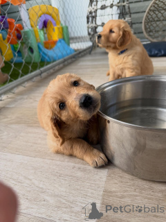 Photo №2 de l'annonce № 169352 de la vente golden retriever - acheter à République Tchèque éleveur
