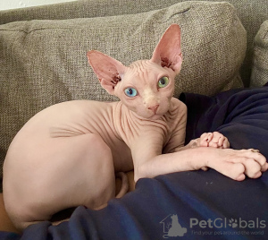 Photo №1. sphynx - à vendre en ville de Varsovie | 1200€ | Annonce № 112243