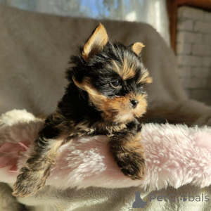 Photo №4. Je vais vendre yorkshire terrier en ville de Biefeld. éleveur - prix - 300€