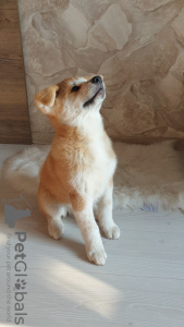 Photo №4. Je vais vendre akita (chien) en ville de Minsk. annonce privée - prix - négocié