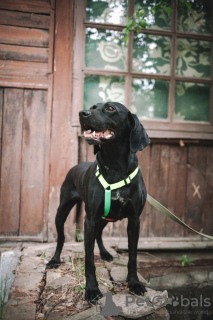 Photo №2 de l'annonce № 50781 de la vente chien bâtard - acheter à Fédération de Russie annonce privée