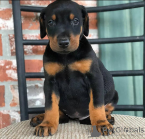 Photo №2 de l'annonce № 123560 de la vente dobermann - acheter à La finlande annonce privée