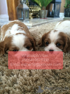 Photo №1. cavalier king charles spaniel - à vendre en ville de Skövde | négocié | Annonce №47609