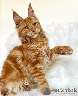 Photo №4. Je vais vendre maine coon en ville de Berlin. éleveur - prix - 300€