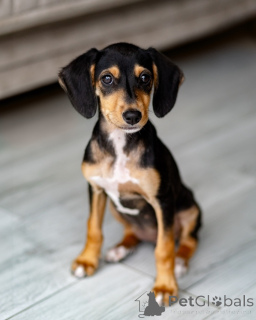Photo №1. chien bâtard - à vendre en ville de Saint-Pétersbourg | Gratuit | Annonce №156335
