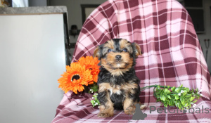 Photo №1. yorkshire terrier - à vendre en ville de Abu Dhabi | négocié | Annonce №158651