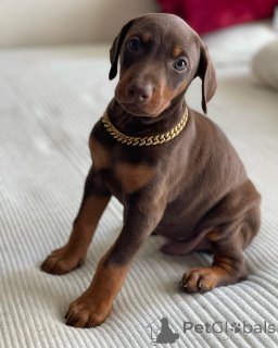 Photo №1. dobermann - à vendre en ville de Varsovie | Gratuit | Annonce №163827