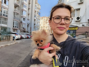 Photo №3. Poméranien Spitz. Chypre