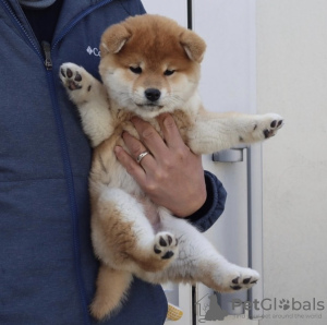 Photo №1. shiba - à vendre en ville de Riga | négocié | Annonce №112263