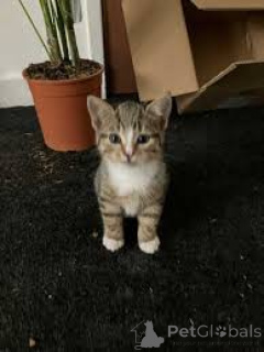 Photo №3. Adoption d'Eurooppalaiset lyhytkarvaiset kissanpennut. La finlande