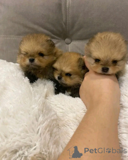 Photo №3. Pomérane formé des toilettes. Espagne